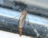 Keroplatus testaceus